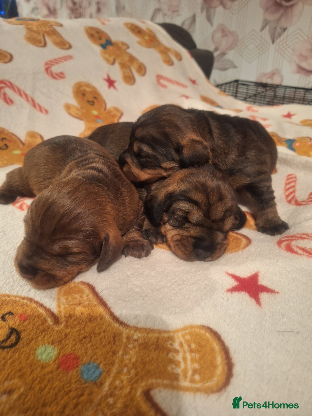Dachshund dogs for sale: Wirehaired Dachshund - Image 3