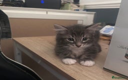 Mixed Breed cats for sale: Gorgeous little Guy - Image 5