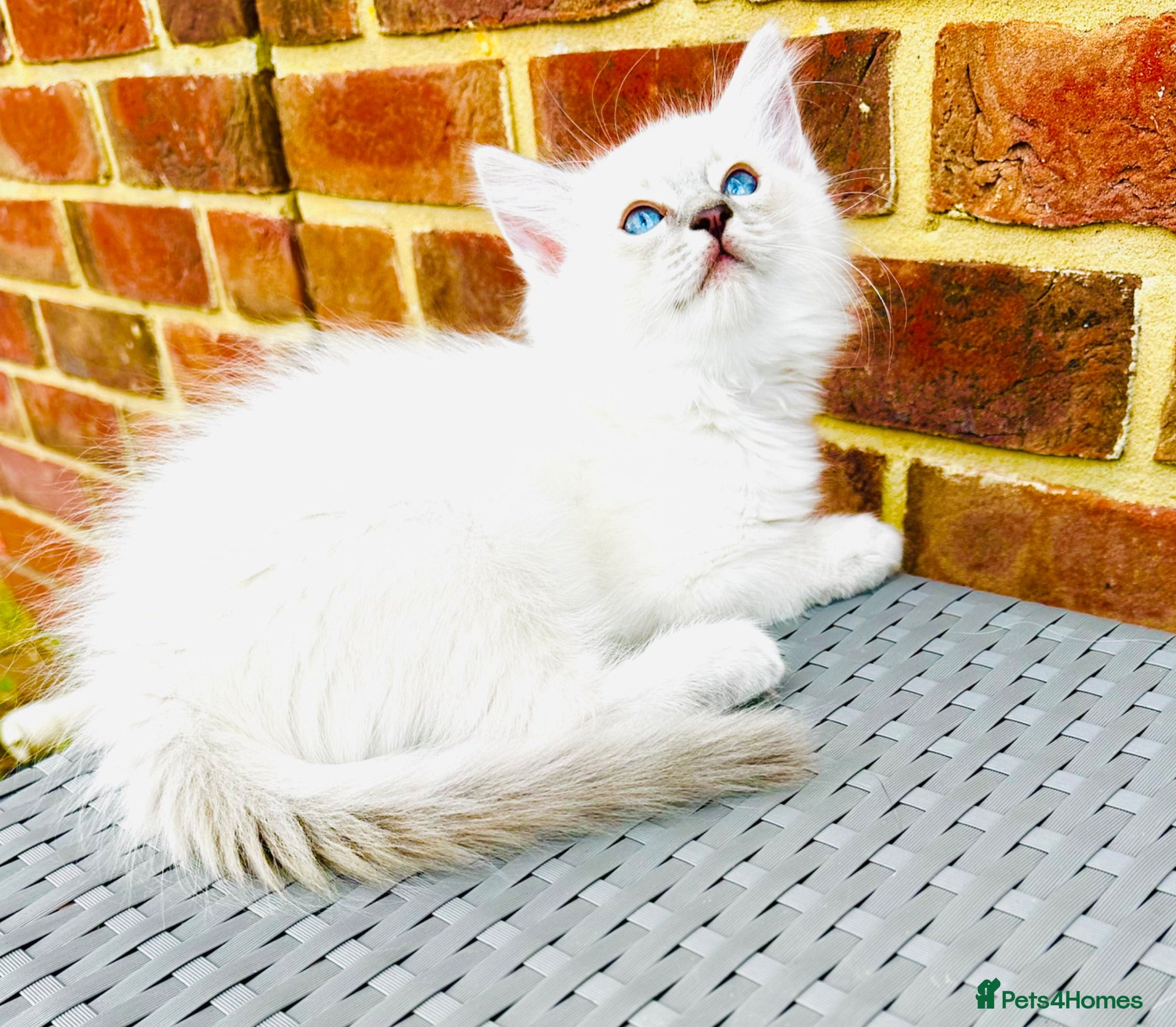 Ragdoll cats GCCF REGISTERED RAGDOLLS - Advert 5