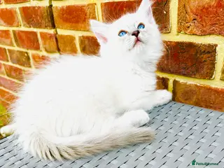 Ragdoll cats GCCF REGISTERED RAGDOLLS - Advert 5