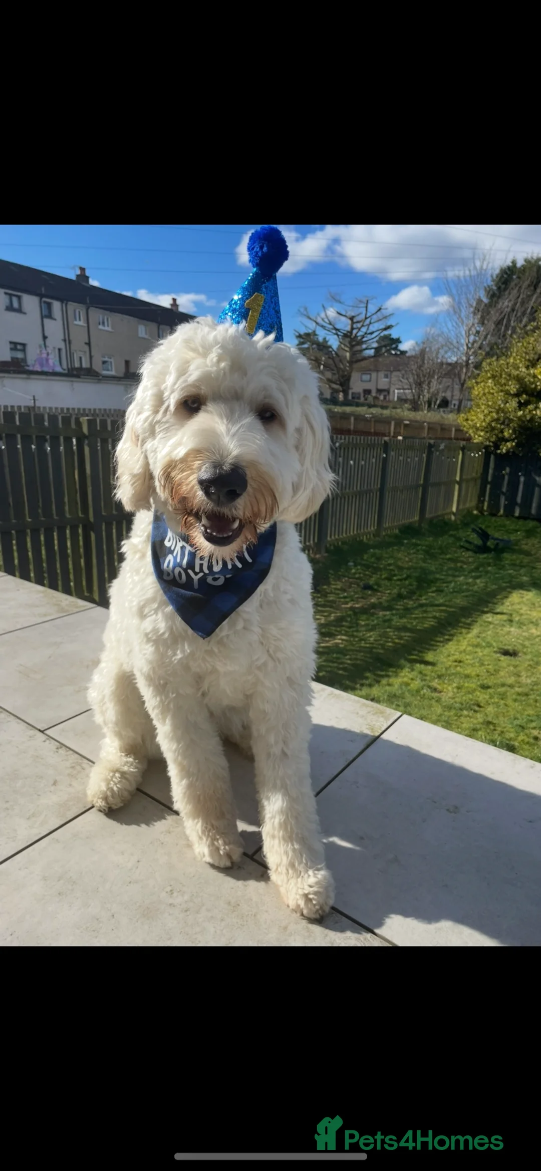 Goldendoodle dogs for stud: Marley available for stud  - Advert 15