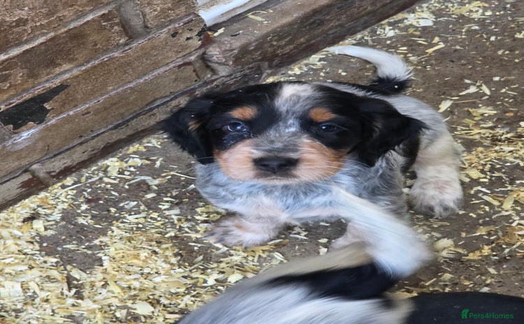 Cocker Spaniel dogs - Advert 4