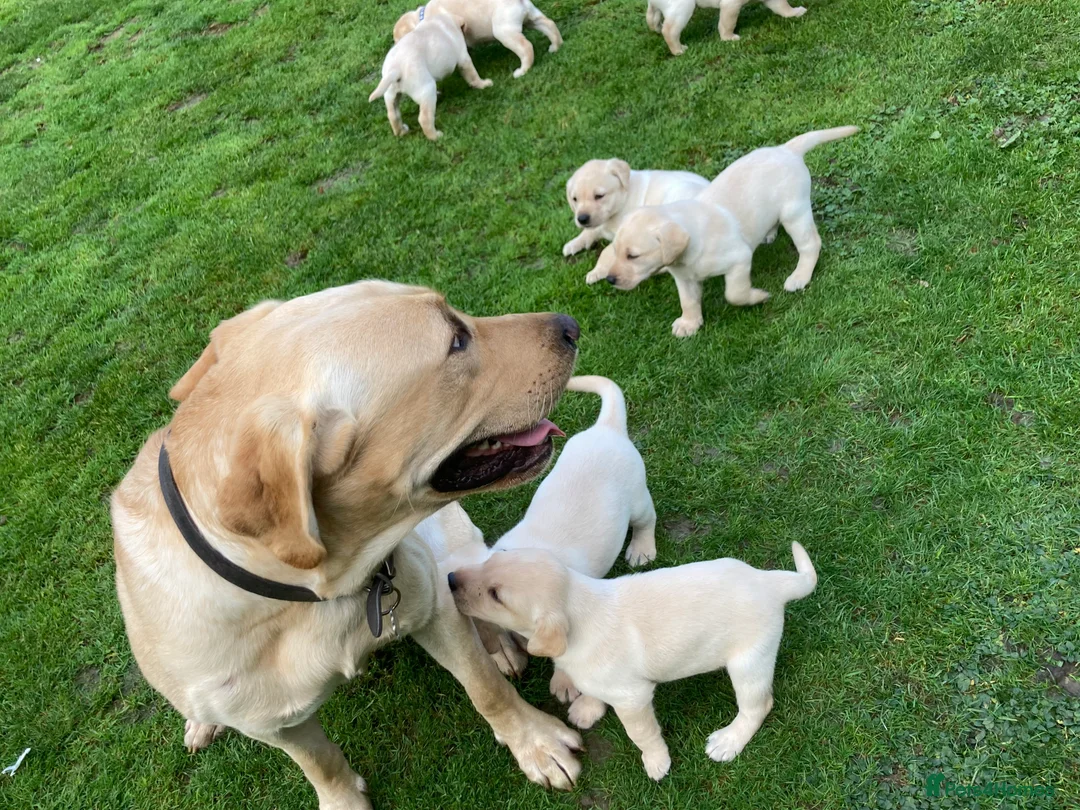 Labrador Retriever dogs for stud: KC REGISTERED STUD DOG in Trowbridge - Advert 7