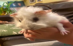 Guinea Pig rodents for sale: Young male Guineas - Image 7