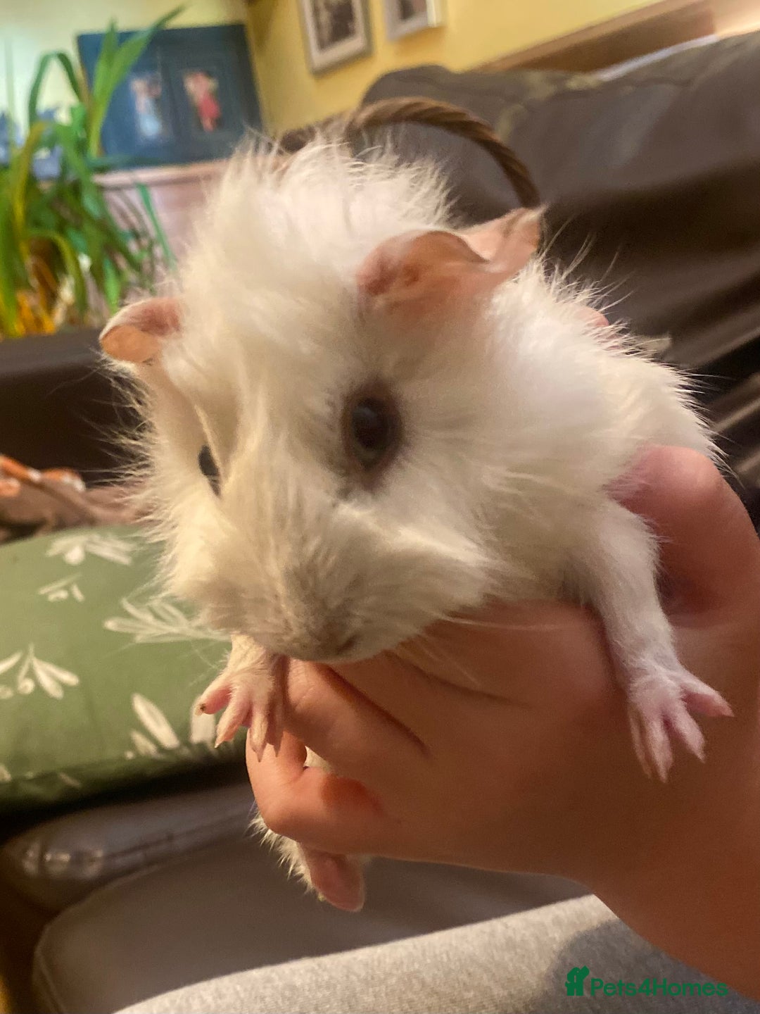 Guinea Pig rodents for sale: Young male Guineas - Image 7