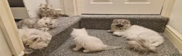 Persian cats for sale: 3 lovely kittens Persian Doll Face - Advert 4