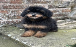 Toy Poodle dogs for sale: Beautiful KC Reg. Small Toy Poodle Puppies - Image 7