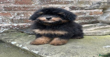 Toy Poodle dogs - Advert 3