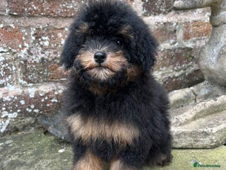 Toy Poodle dogs - Advert 6
