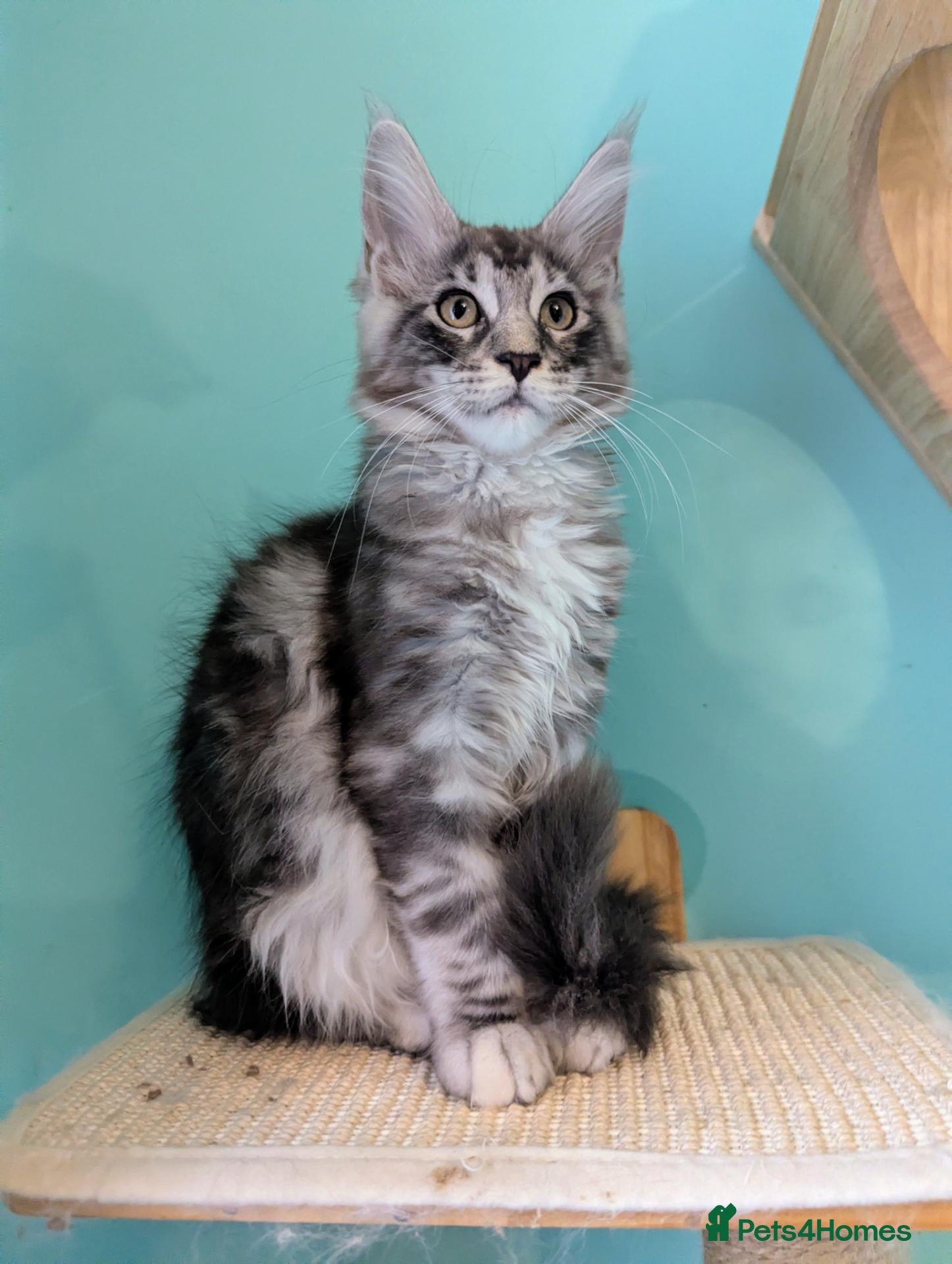 Maine Coon cats Pedigreed Maine Coon kittens - Advert 1