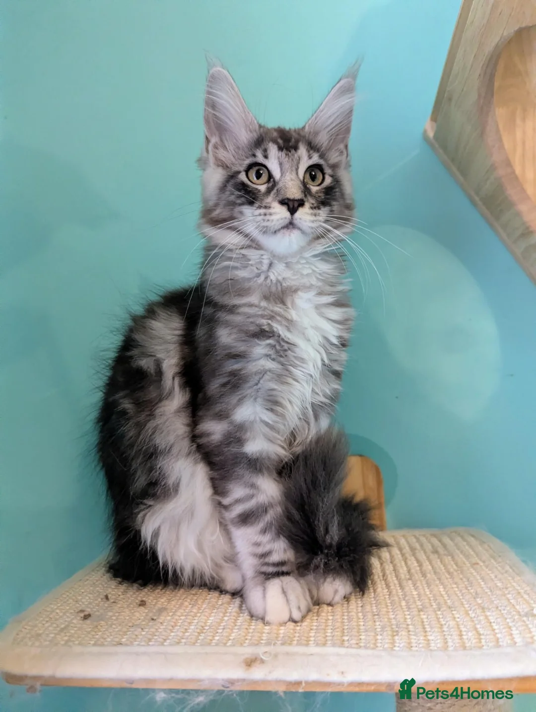 Maine Coon cats for sale: Pedigreed Maine Coon kittens - Advert 1
