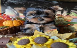 Yorkshire Terrier dogs for sale: Beautiful Pedigree Yorkshire Terrier puppies. - Advert 19