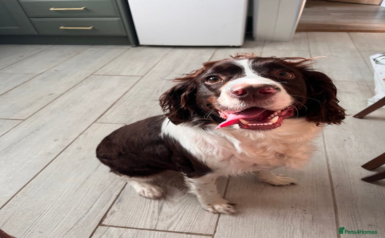 English Springer Spaniel dogs - Advert 1