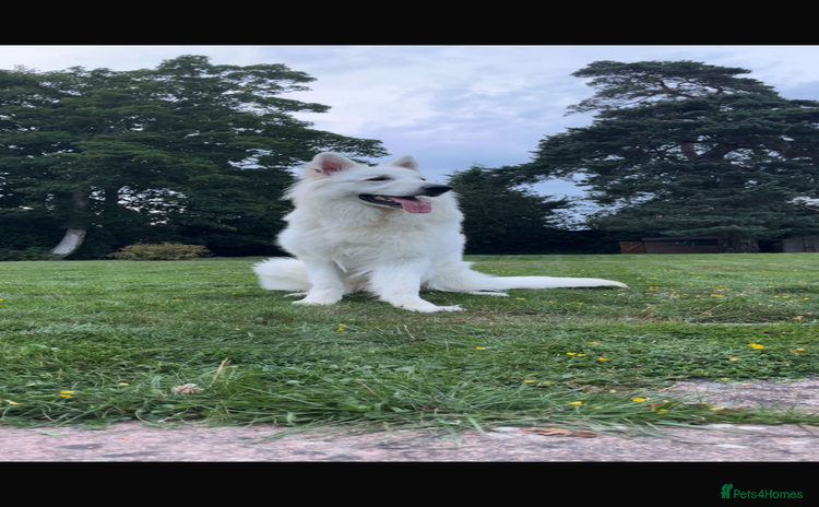 White Swiss Shepherd dogs White Swiss shepherd male - Advert 9