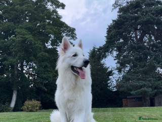 White Swiss Shepherd dogs White Swiss shepherd male - Advert 6