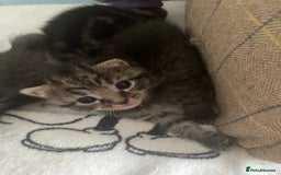 Mixed Breed cats for sale: 2 girl long haired tabby kittens  - Image 20