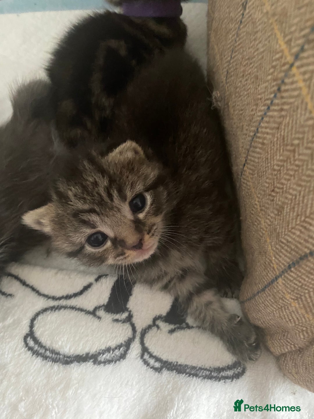 Mixed Breed cats for sale: 2 girl long haired tabby kittens  - Image 20