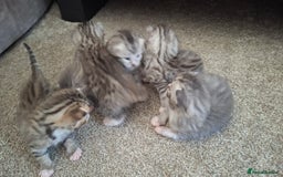 British Shorthair cats for sale: 2 female 4 male kittens  - Image 12