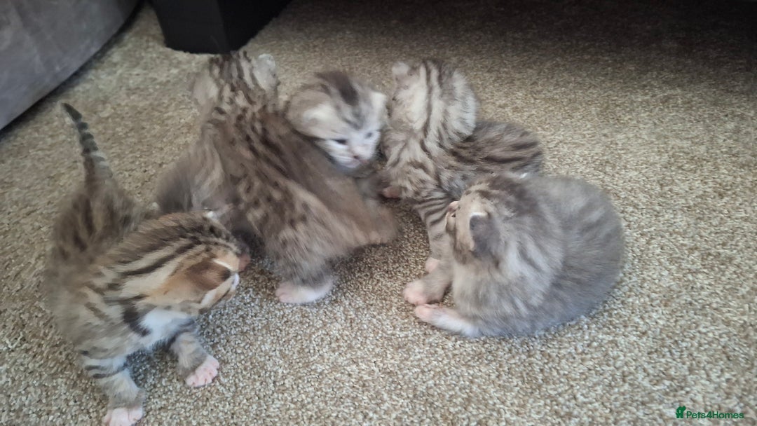 British Shorthair cats for sale: 2 female 4 male kittens  - Image 12