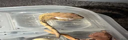 Mixed Breed reptiles for sale: Geckos for sale - Advert 2
