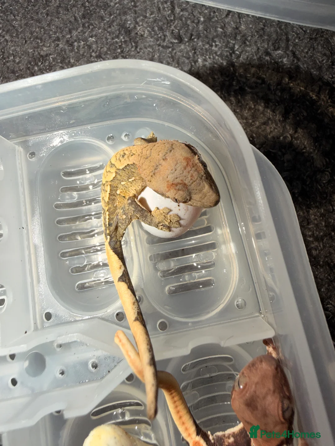 Mixed Breed reptiles for sale: Geckos for sale - Advert 2