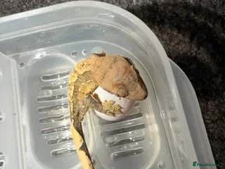 Mixed Breed reptiles Baby crested gecko - Advert 1