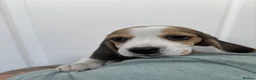 Beagle dogs for sale: KC registered Beagle puppies  - Advert 7