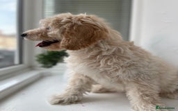 Cockapoo dogs for sale: Male Cream Cockapoo - Image 1