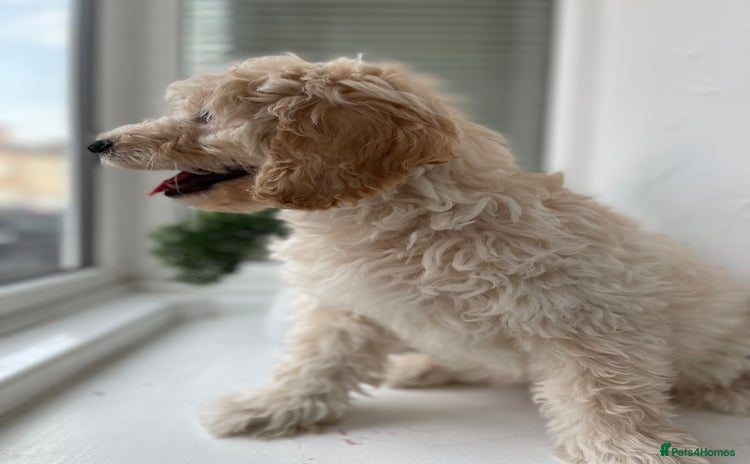 Cockapoo dogs - Advert 16