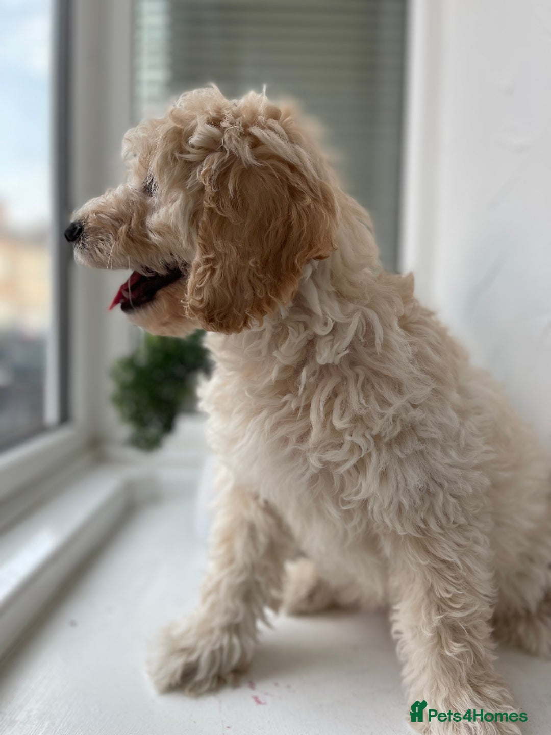 Cockapoo dogs for sale: Male Cream Cockapoo - Image 1