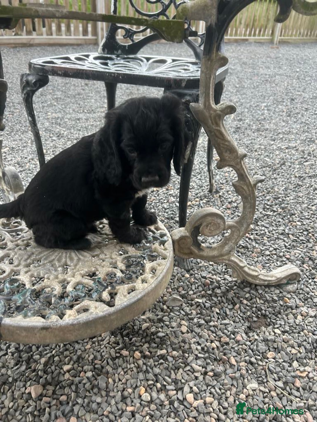 Cocker Spaniel dogs for sale: Stunning KC Reg Working Cocker Spaniels Pups  - Image 7