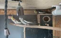 Cockatiels birds for sale: Range Of Cockatiels *read description - Image 2