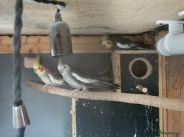 Cockatiels birds - Advert 6