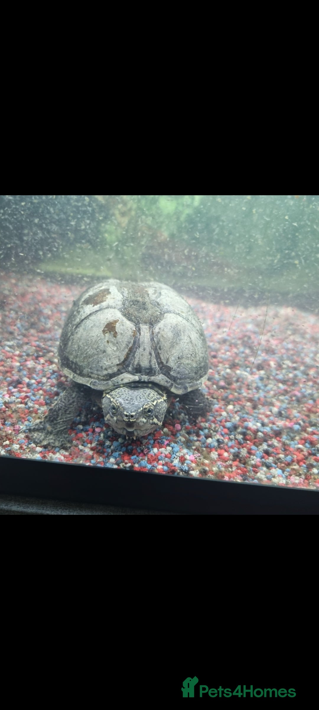 Terrapin reptiles for sale: 2 musk turtles for sale - Advert 2