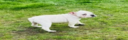 English Bulldog dogs for sale: Standard English Bulldog Puppies  - Advert 10