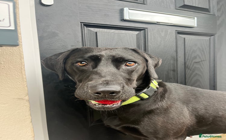 Labrador Retriever dogs - Advert 4