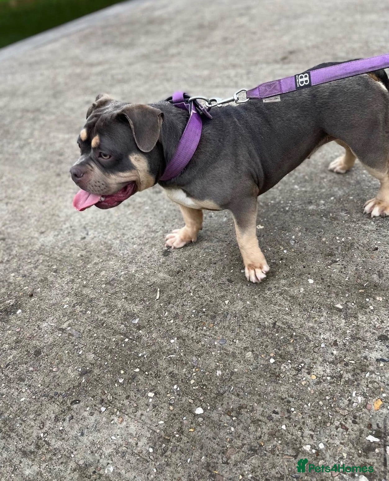 American Bully dogs Pocket bully girl  - Advert 4