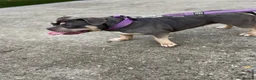 American Bully dogs for sale: Pocket bully girl  - Advert 1