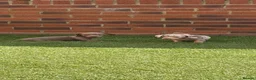 Miniature Dachshund dogs for sale: Miniature dachshunds  - Advert 5