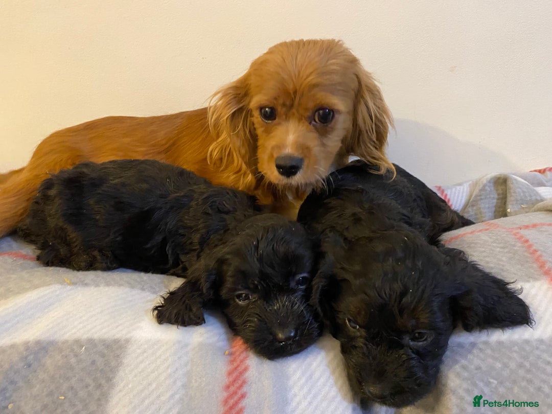 Cavapoo dogs for sale: Beautiful Cavapoo Puppies Available  - Advert 2