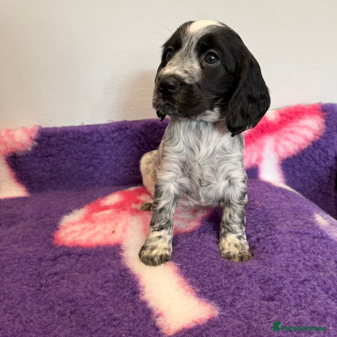 Cocker Spaniel dogs for sale: Stunning cocker spaniel pups  - Advert 8