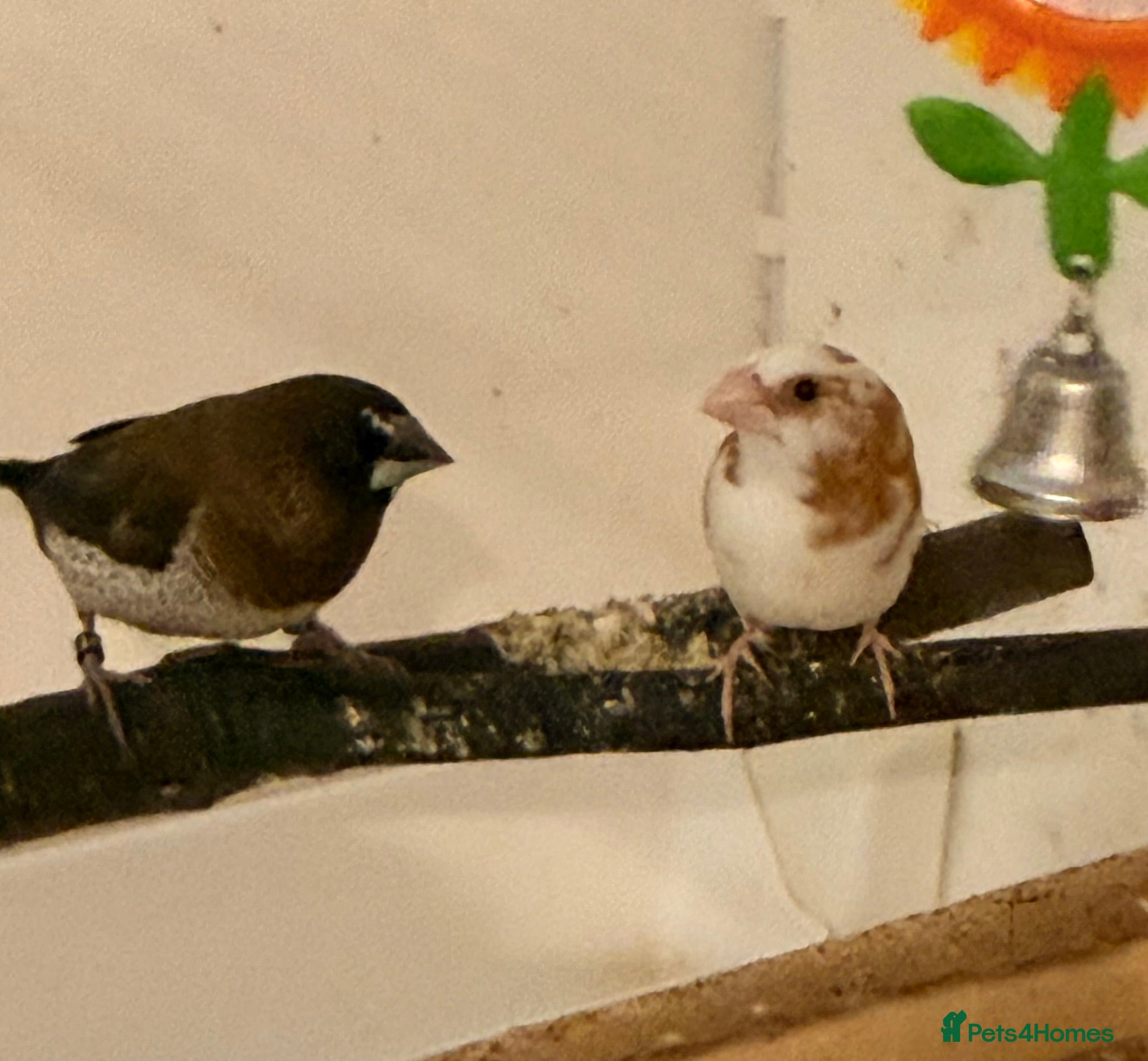 Finches birds Bonded pair Bangelese  - Advert 1