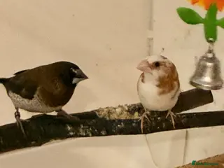 Finches birds Bonded pair Bangelese - Advert 6