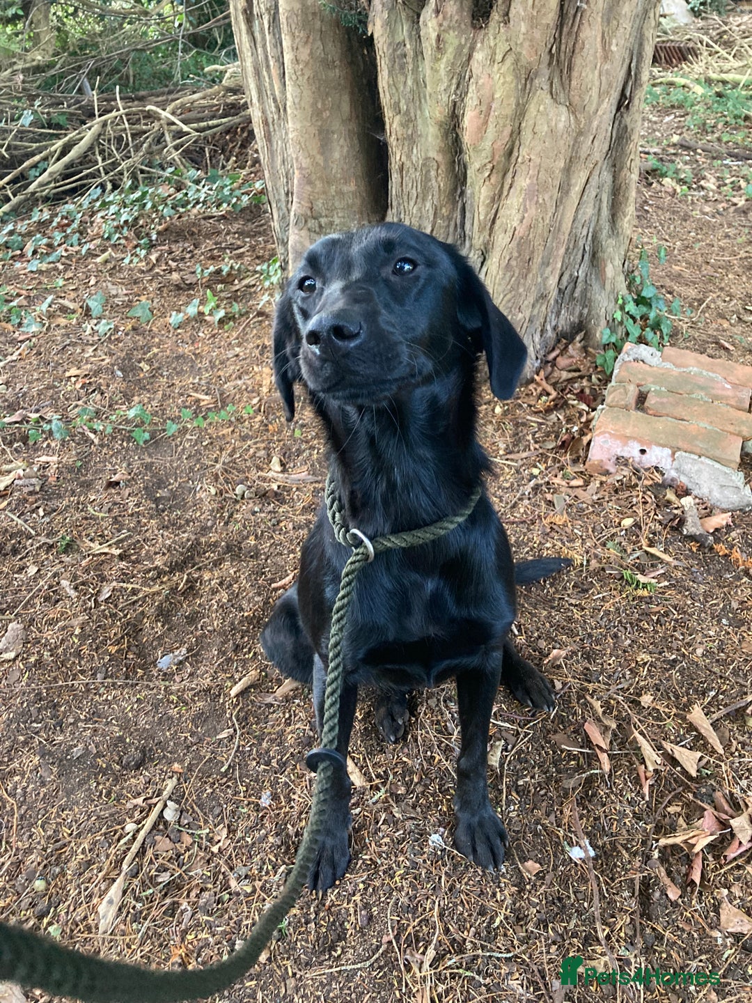 Mixed Breed dogs for sale: Stunning Work Labrador Mix  - Image 4