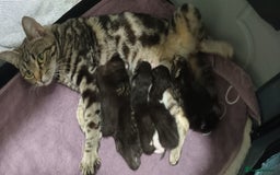 Mixed Breed cats for sale: 5 mixed breed kittens looking for new homes  - Image 1
