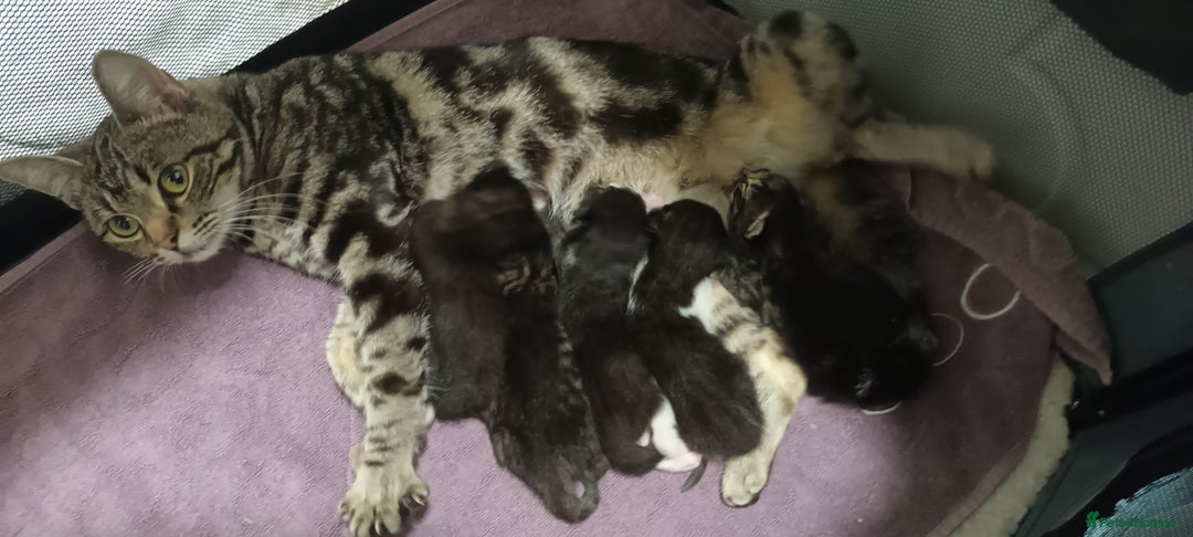 Mixed Breed cats for sale: 5 mixed breed kittens looking for new homes  - Image 1