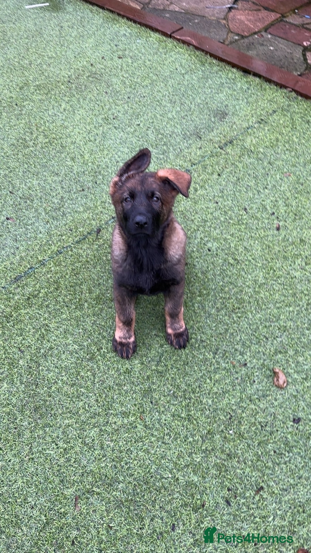 German Shepherd dogs for sale: Last female German shepherd pup kc reg working p - Advert 2