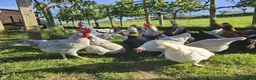 Chickens poultry for sale: POL Olive eggers, Lavender marans other large fowl - Advert 11