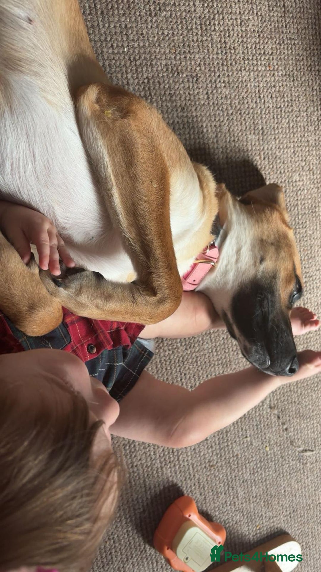 Mixed Breed dogs for sale: Baby looking for loving home  - Image 8