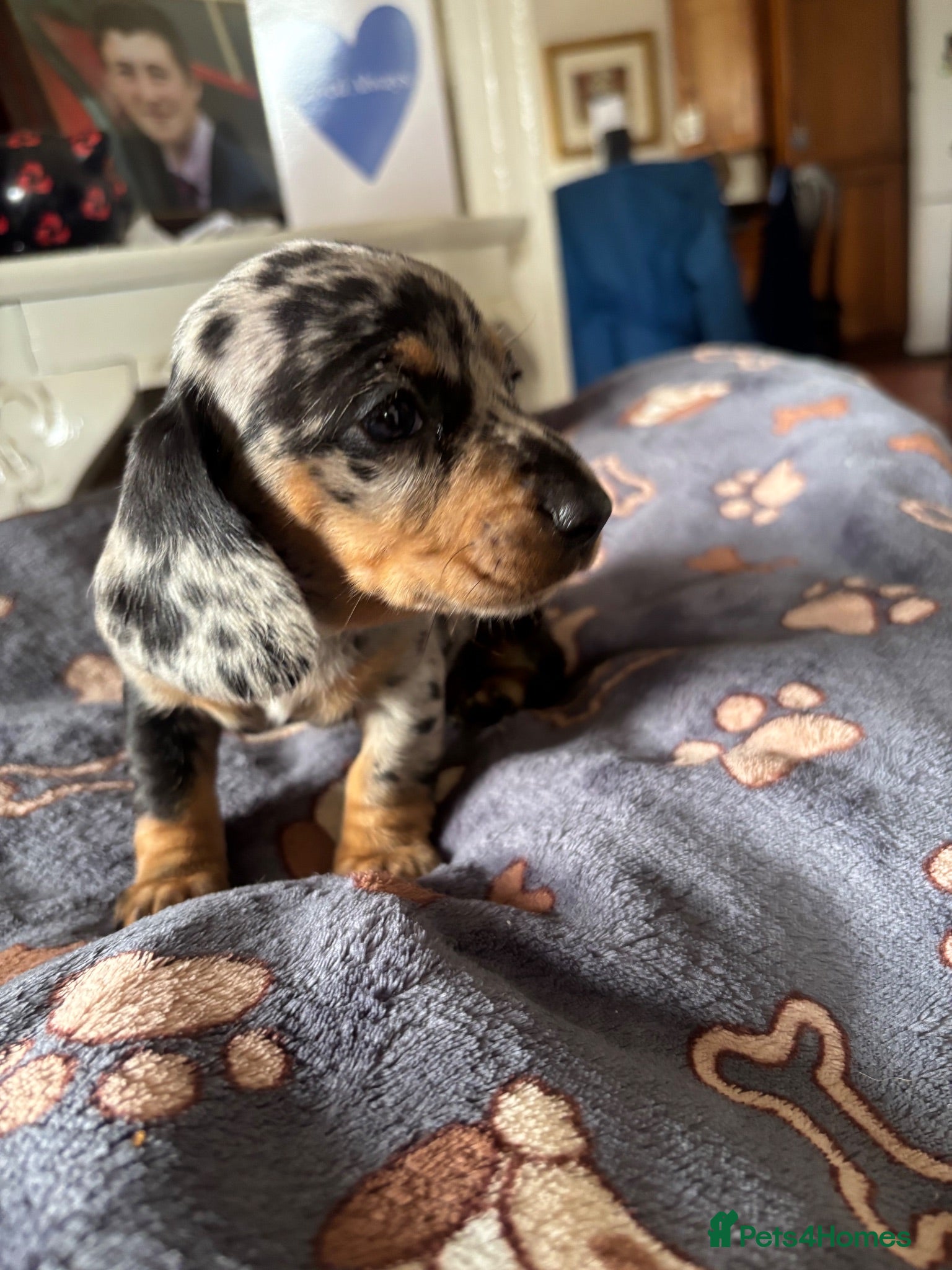 Miniature Dachshund dogs 1 left! Gorgeous Miniature Dachshund puppies - Advert 5